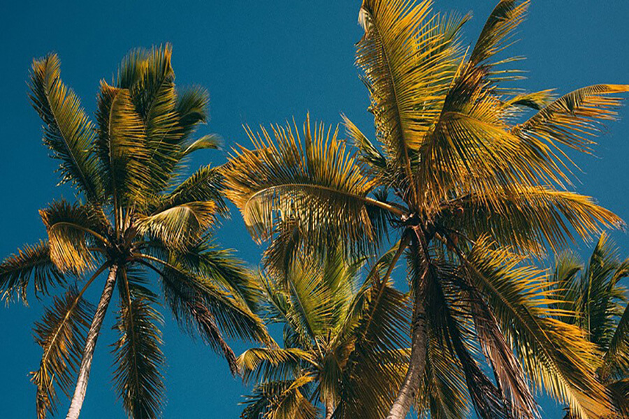 Hàng dừa xanh dưới ánh nắng thật đẹp và nên thơ.