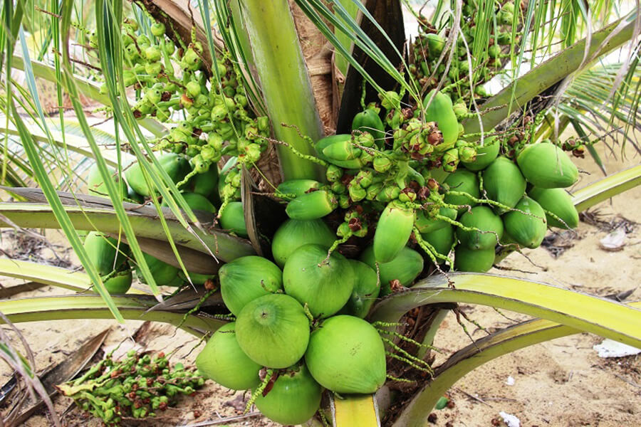 Những chùm dừa đầy ắp trái trông thật bắt mắt.