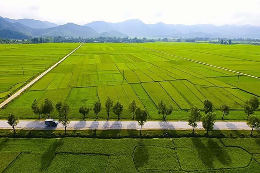 Vẻ đẹp hùng vĩ của cánh đồng lúa Mường Thanh - Điện Biên.
