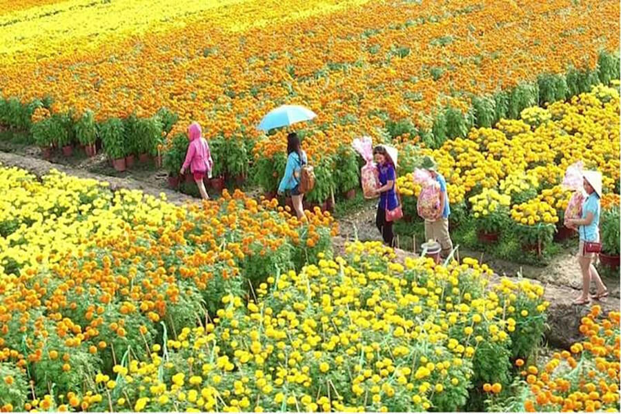 Làng hoa Mê Linh là làng hoa lớn nhất khu vực Bắc Trung Bộ.