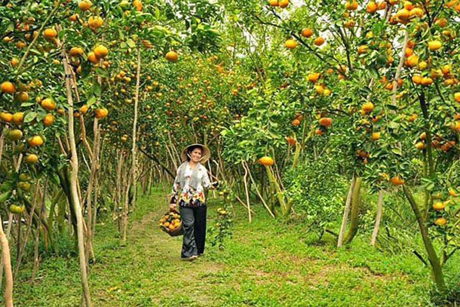 Hình ảnh làng trái cây Đại Bình Quảng Nam trĩu quả.
