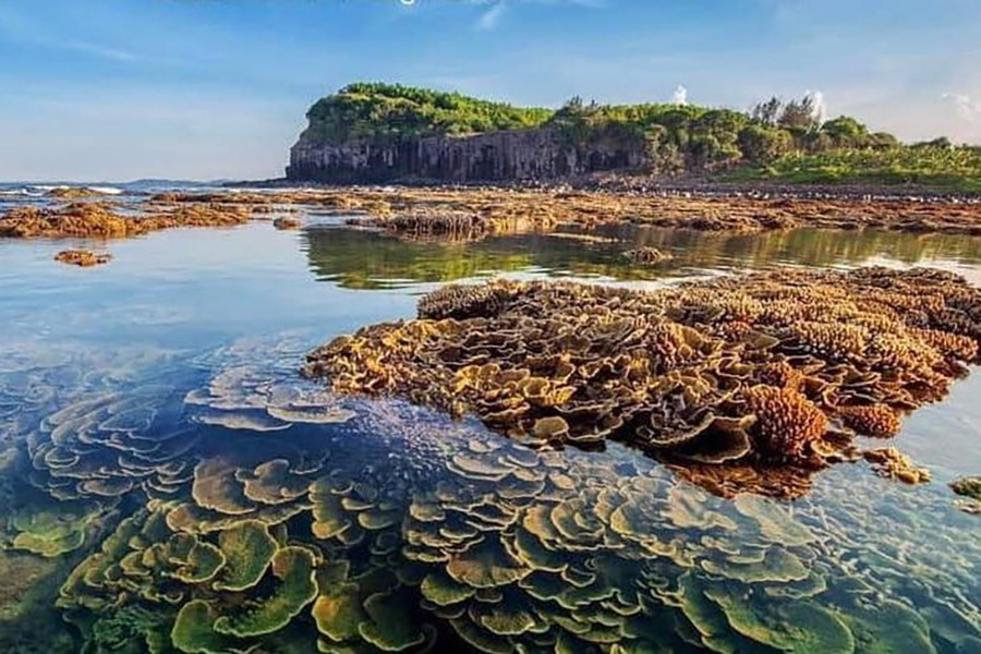 Ngắm nhìn hệ sinh thái tảo biển cũng đủ thấy bình yên rồi.