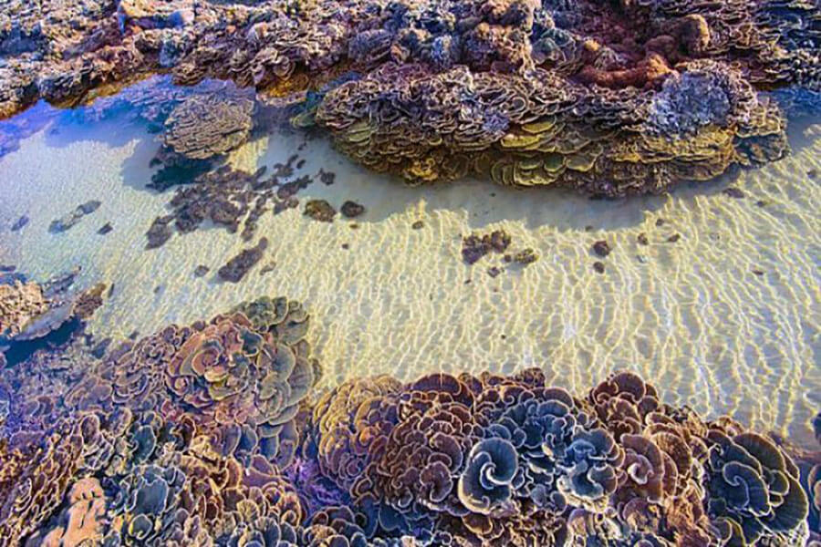 Thiên đường san hô sống động trên đảo Hòn Chùa.