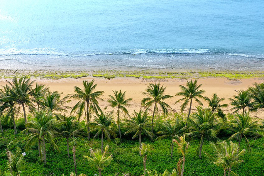 Ngồi trên cano nhìn những hàng dừa biển đều tăm tắp trên đảo Hải Giang.