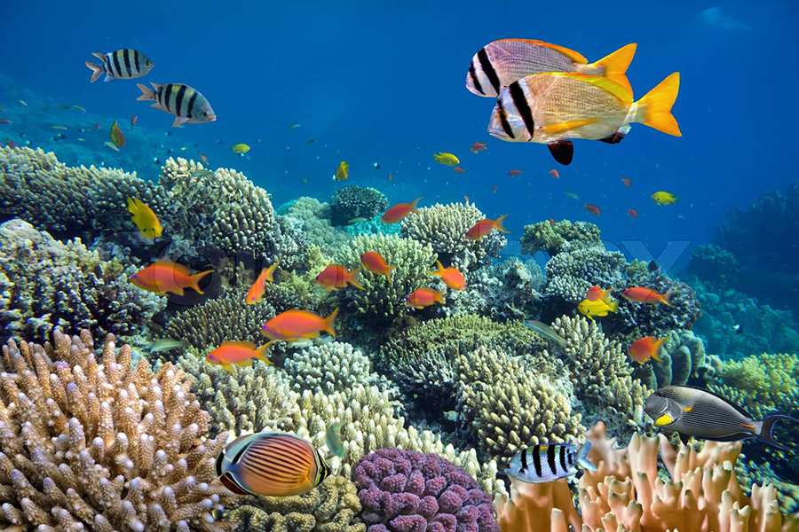 Thế giới sinh vật biển đa dạng ở Viện Hải dương học Nha Trang.
