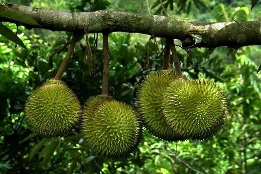 Làng trái cây Đại Bình là nguồn cung cấp trái cây cho Đà Nẵng và Quảng Nam.